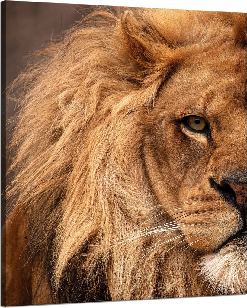 Vászonkép Arc Sörény és Oroszlánszem Természet 80x100 cm Ideális ajándék