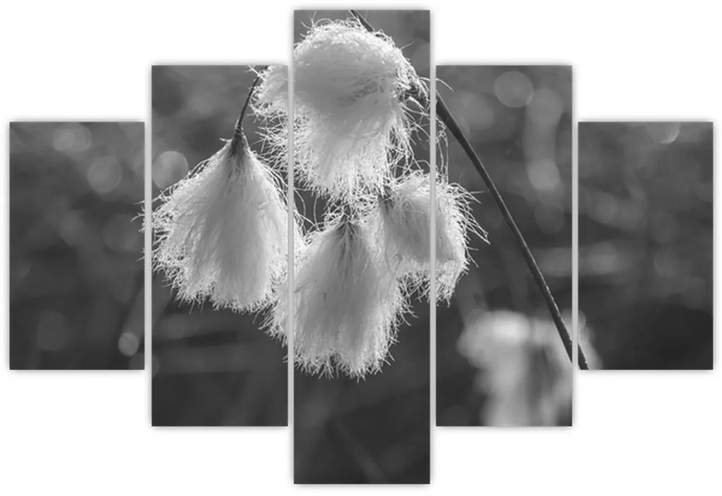 Kép - Cottongrass (150x105 cm)