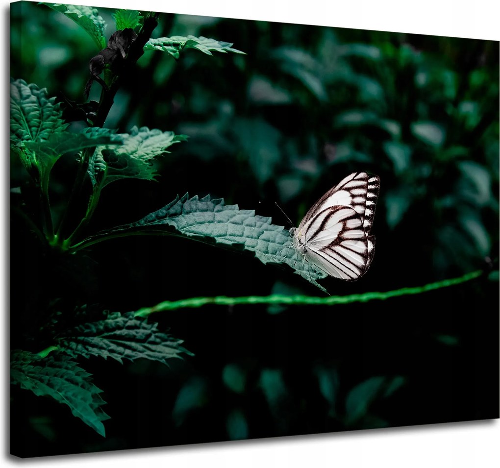 Vászonkép Természet Pillangó a levélen 100x80