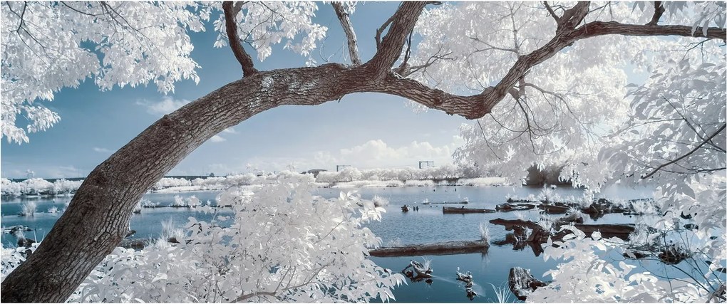 A víz mellett egy havas fa képe (120x50 cm)