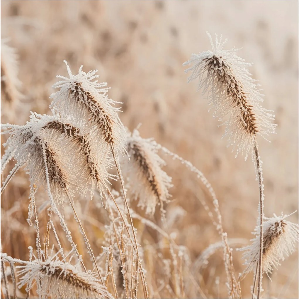 Fotótapéta Flizelin Dekoratív Hálószoba Téli tájkép 250x250 Ragasztó