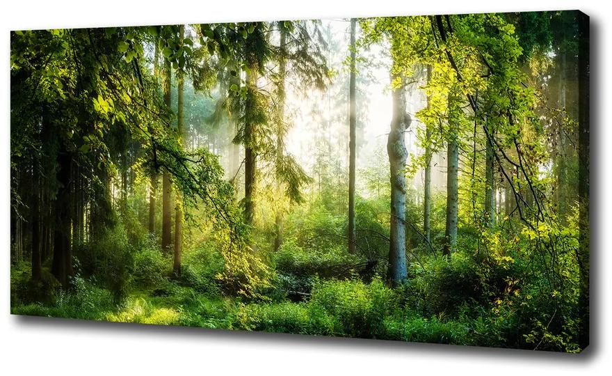 Feszített vászonkép A reggeli nap erdő pl-oc-100x50-f-122163677