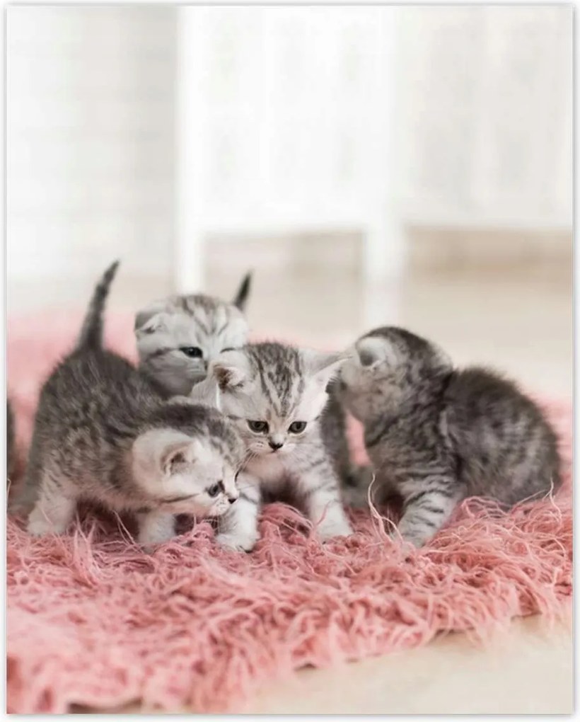 Poszterek 40x50 Cica Cicák