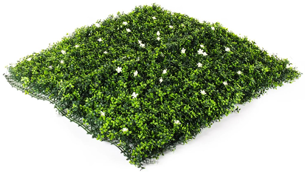 Hawaj virágos Buxus High műsövény | 100 x 100 cm