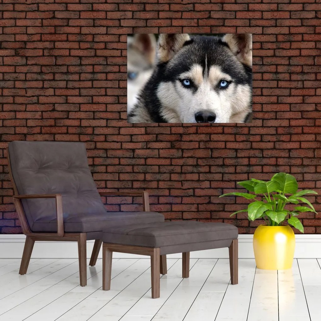 Husky kutya kép (üvegen) (70x50 cm)