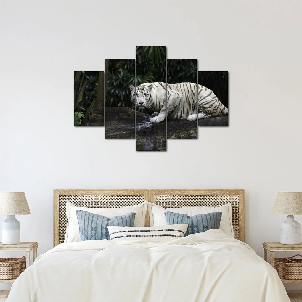 Kép - albínó tigris (150x105 cm)