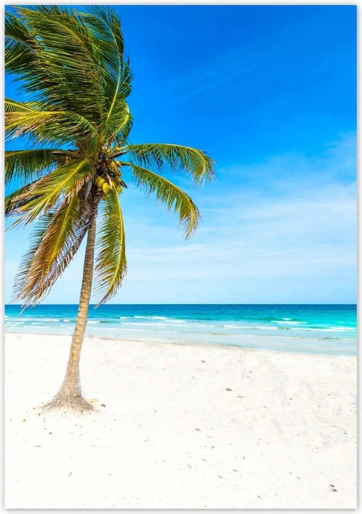 Poszterek 70x100 Trópusok Tájkép Pálma