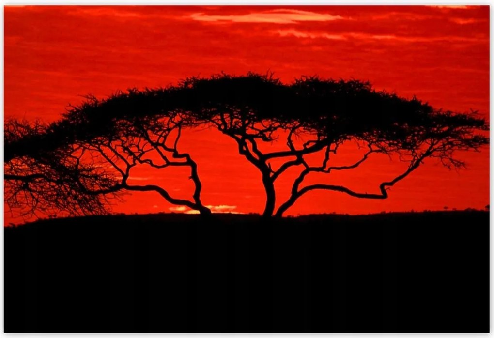 Poszterek 155x105 Akác Afrikában