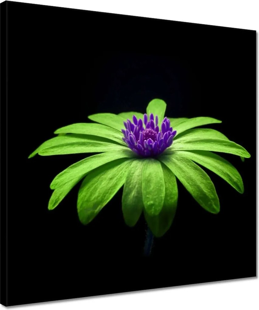 Vászonkép 40x40 Lime szirmok