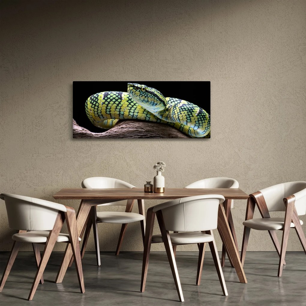 Kép - Wagler csörgőkígyó (120x50 cm)
