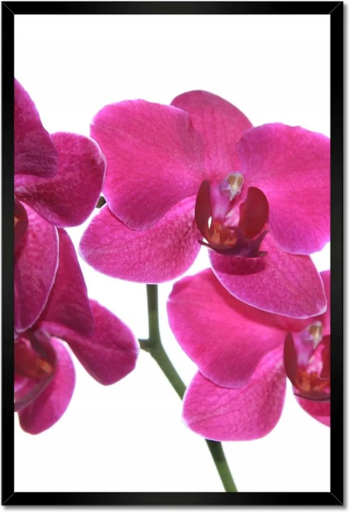 Poszter keretben 40x60 Lila orchidea