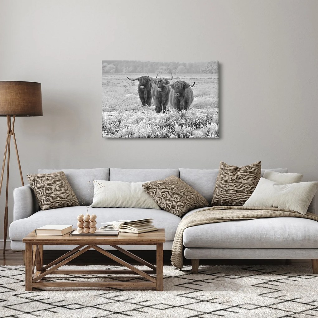 Kép - Skót tehenek, fekete-fehér (90x60 cm)
