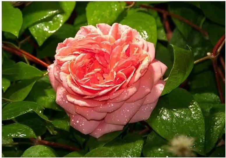 Fotótapéta virág virágok fotótapéta 254 x 184