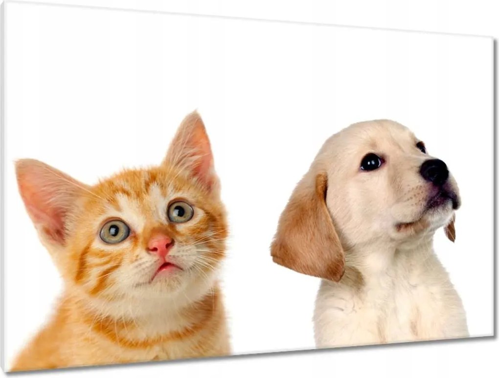 Képek 120x80 Cica Cicák