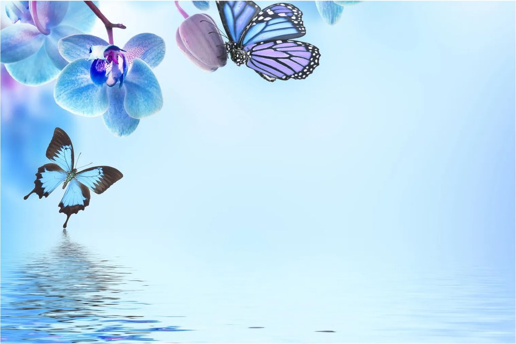 Kép - Pillangó orchidea virágon, kék (90x60 cm)