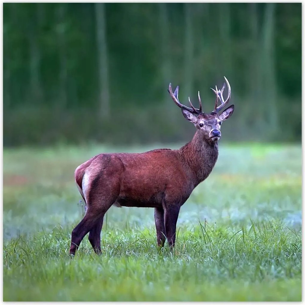 Poszterek 30x30 Szarvas Erdő Tájkép