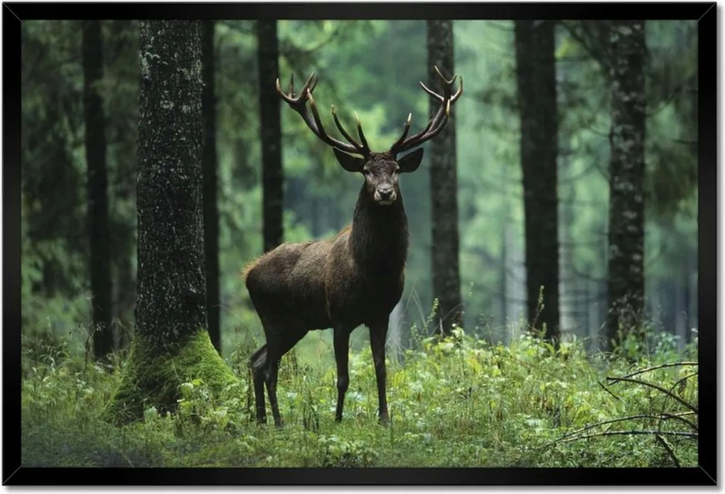 Poszter keretben 60x40 Szarvas Erdő Tájkép