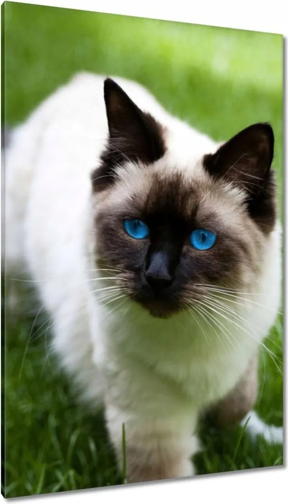 Vászonkép 80x120 Pihenés a fűben