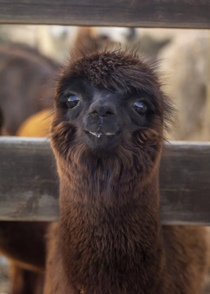 Poszter 50x70cm Alpaka, Assaf Frank