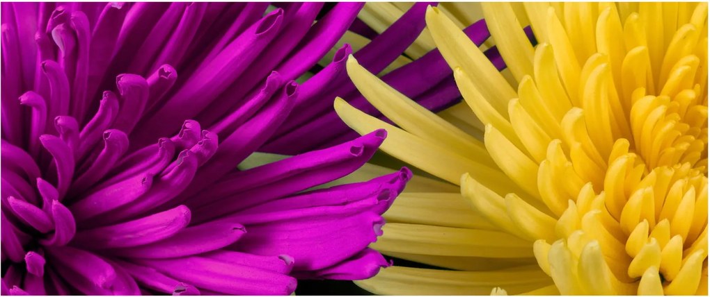 Kép - virág részlet (120x50 cm)
