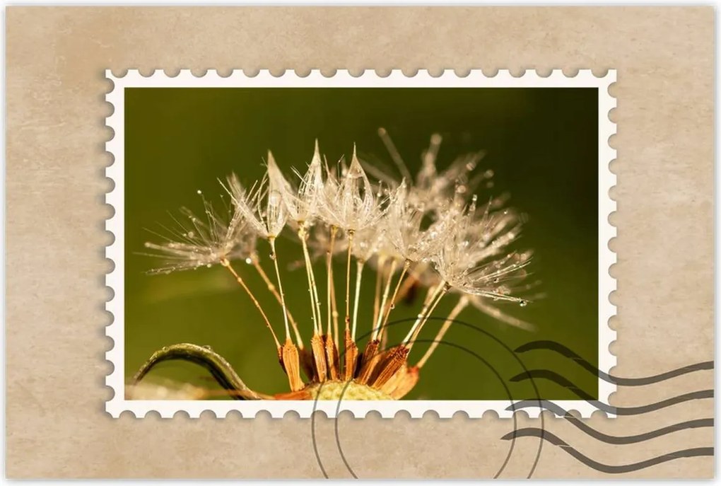 Poszterek 60x40 Pitypang pitypang