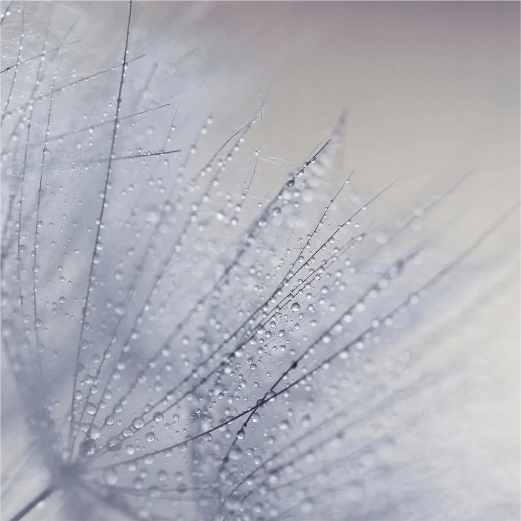 Fotótapéta Falra az előszoba konyhájába Pitypang gyöngyös 250x250 Ragasztó