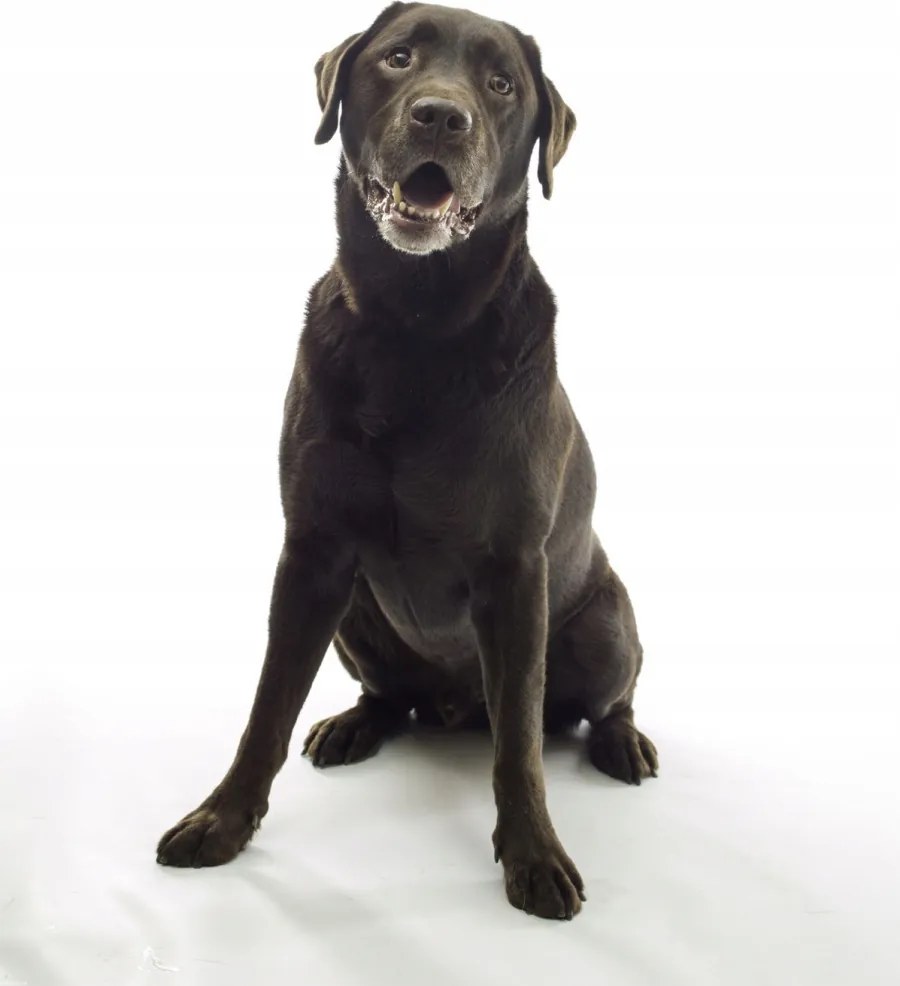 Poszter 60x80cm Barna labrador, fehér alapon, Assaf Frank