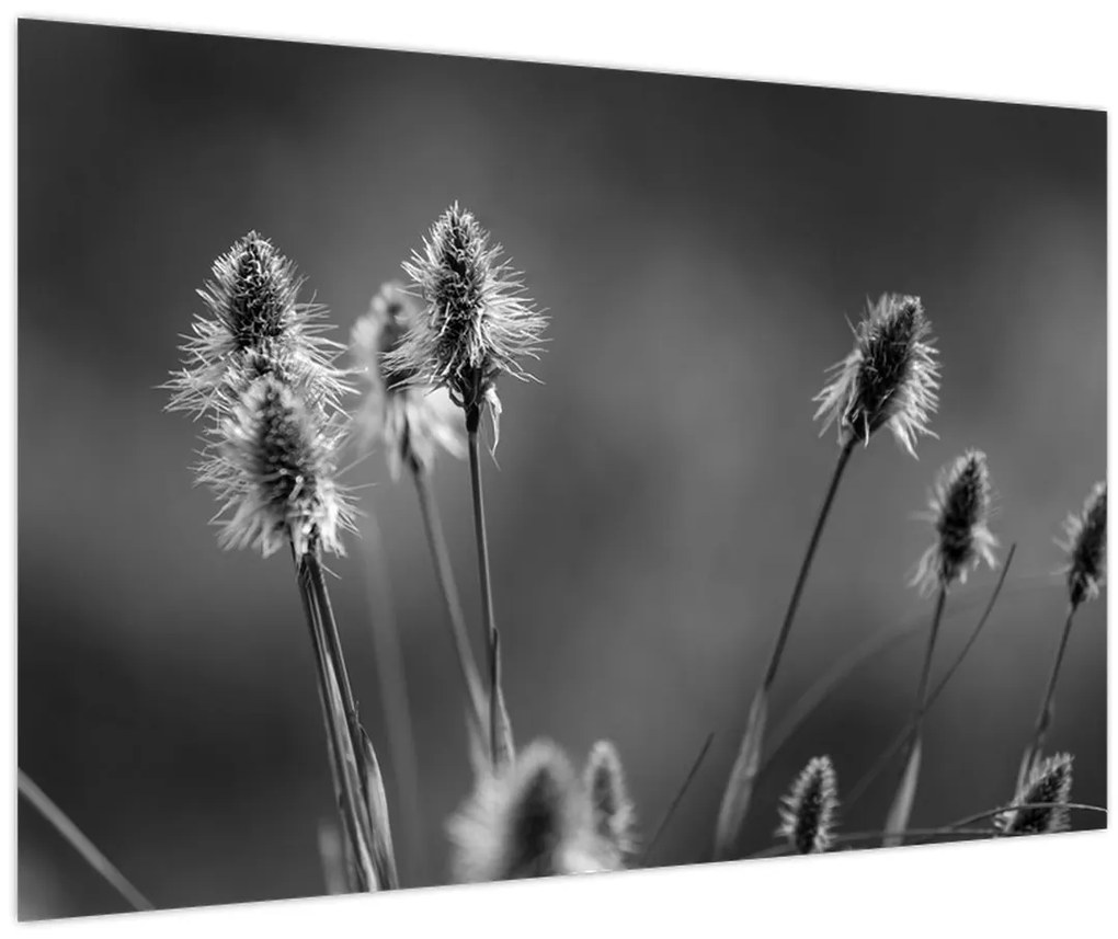 Kép - Bézs színű puha fű N⁰2 (90x60 cm)