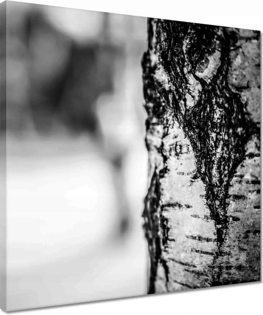 Vászonkép 40x40 Nyírfa