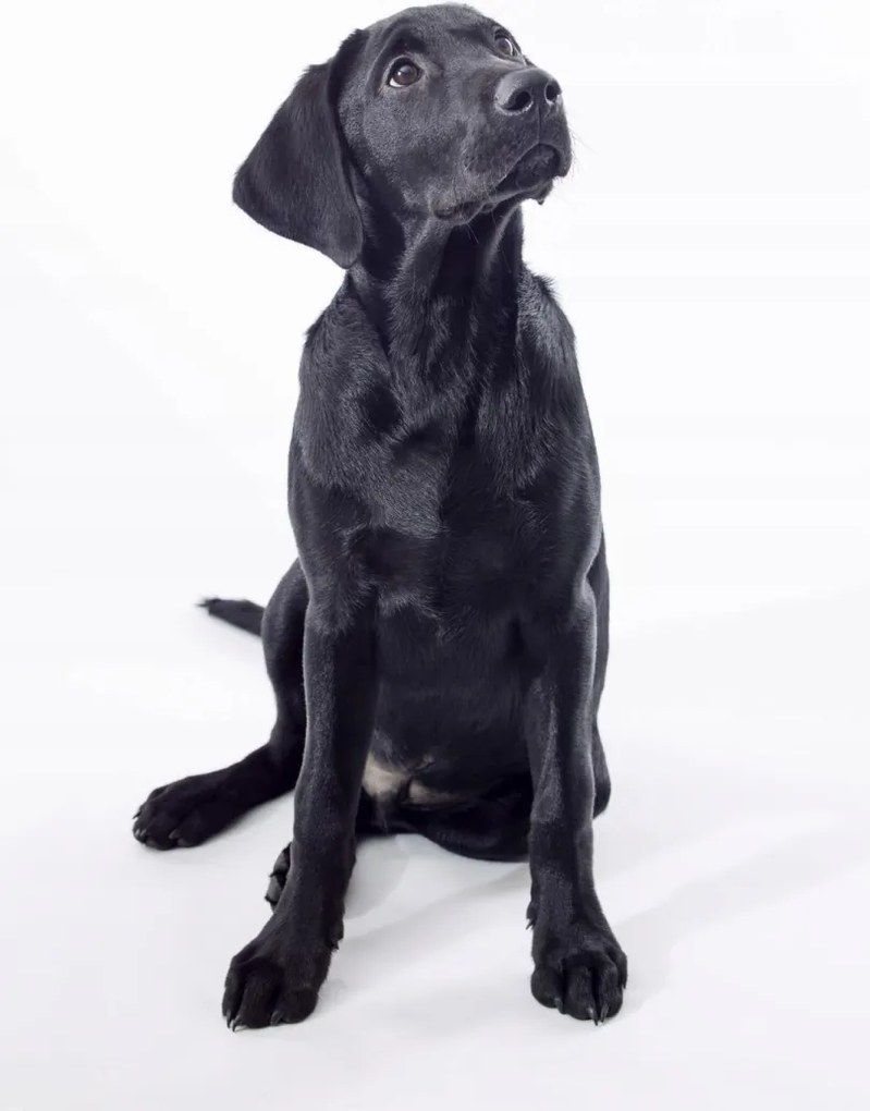 Poszter 68x101cm Fekete labrador, fehér alapon, Assaf Frank