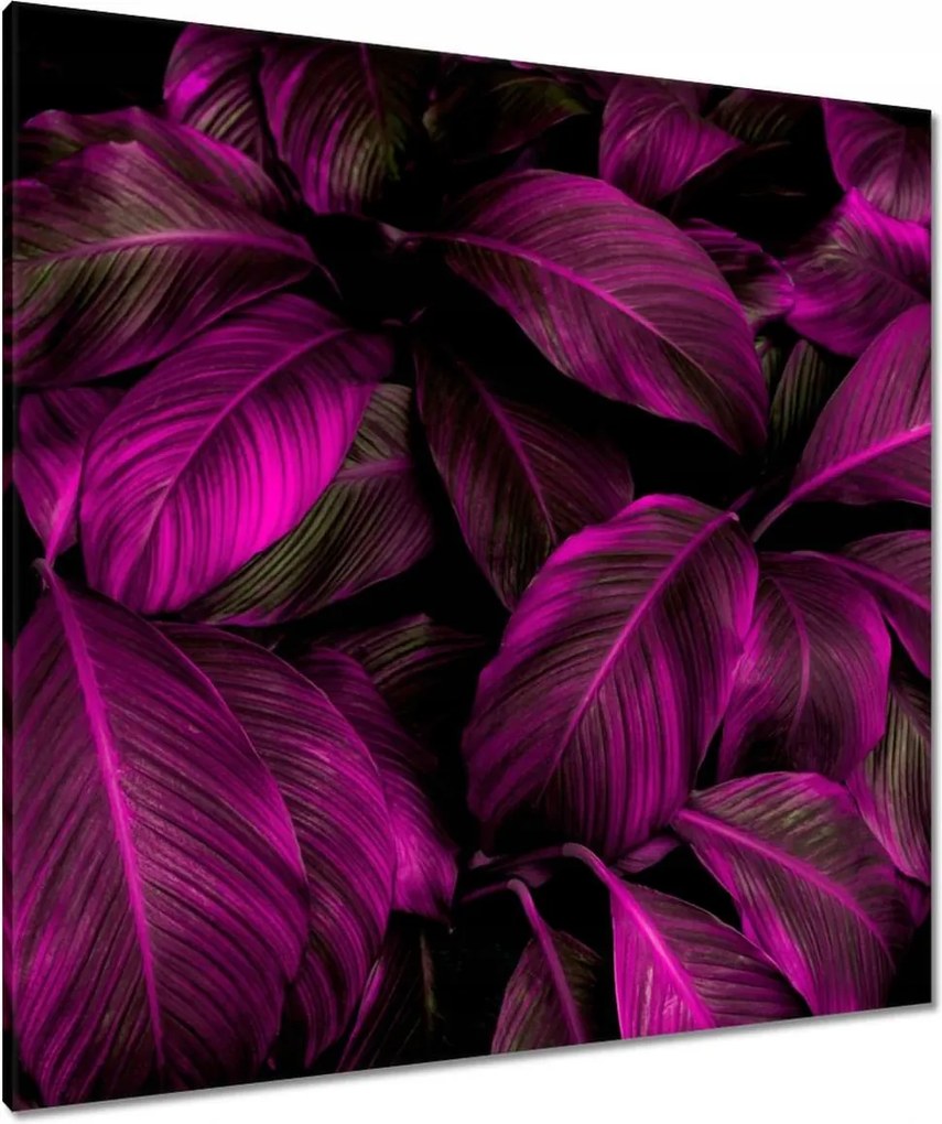 Vászonkép 90x90 Gyönyörű fukszia levelek