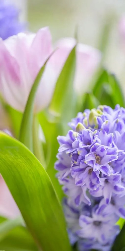 Poszter 50x100cm Jácint és tulipán közelkép, Assaf Frank