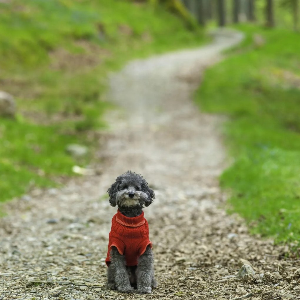 Poszter 40x40cm Kutya az ösvényen a tavaszi erdőben, Assaf Frank