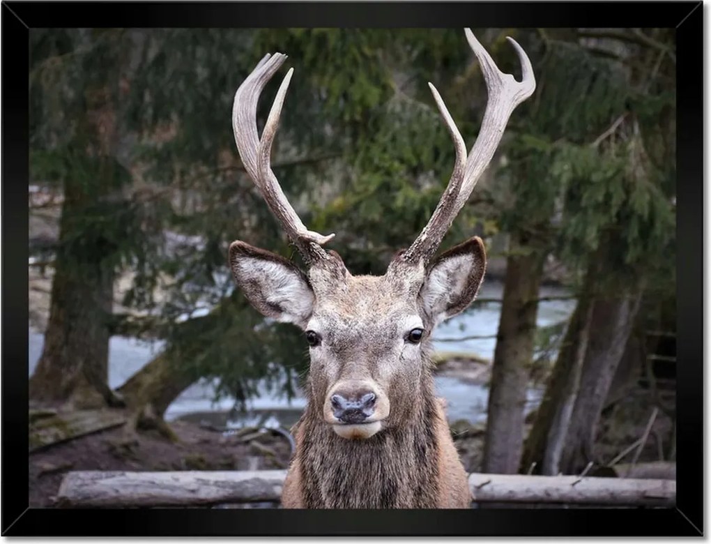 Poszter keretben 40x30 Szarvas agancs