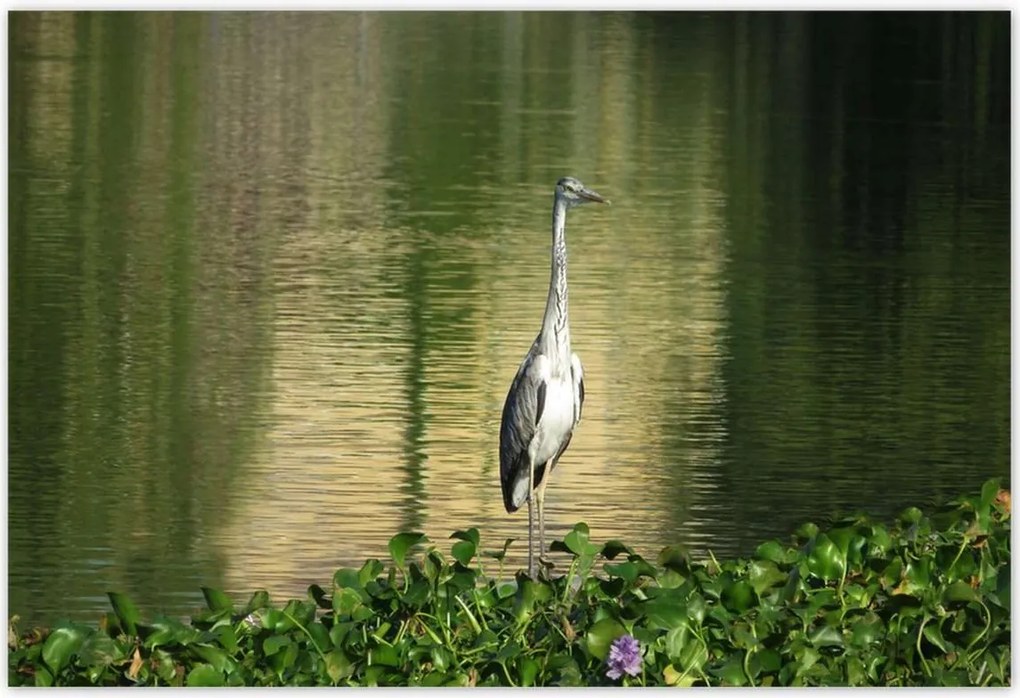 Poszterek 185x125 Kalapos madár Tájkép Kilátás