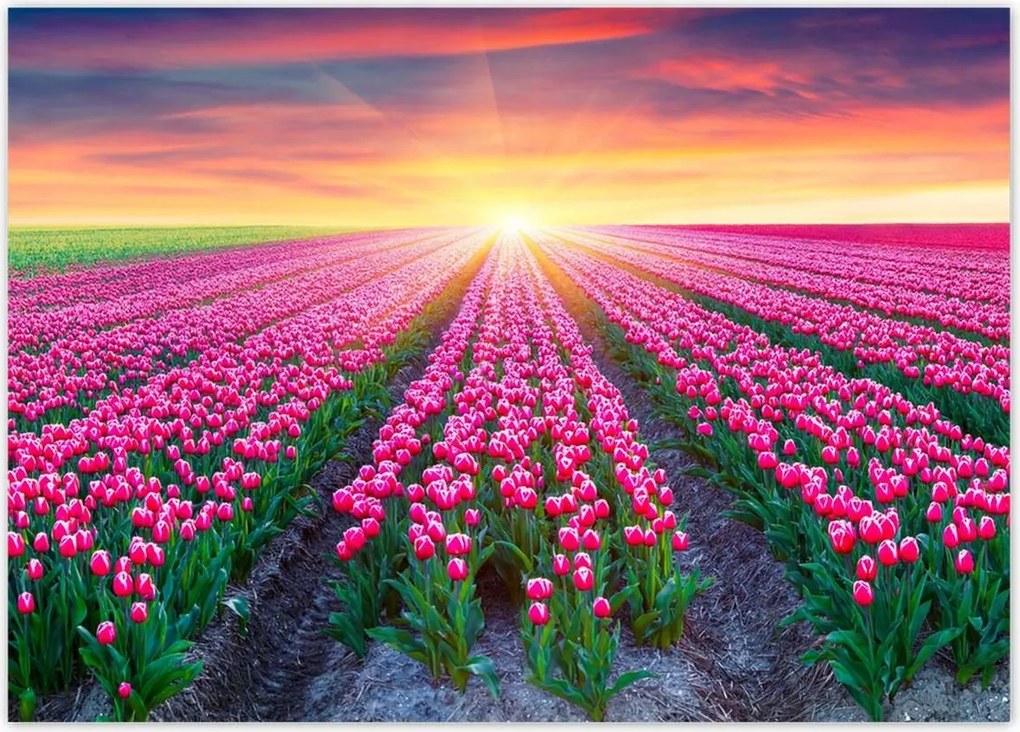 Poszterek 70x50 Tulipánok tengere Virágok