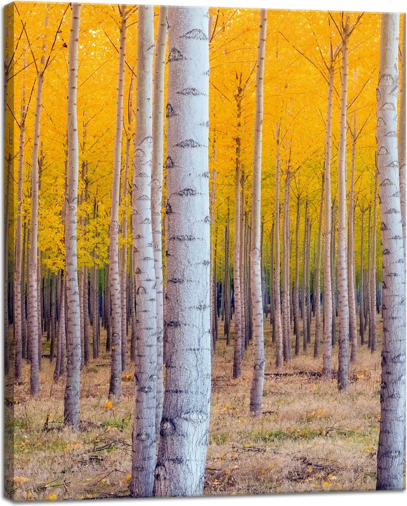 Nyírfa Ősz Sárga levelek vászonkép 40x50 cm