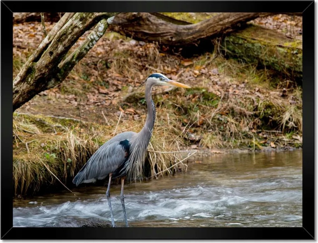 Poszterek keretben 40x30 Kalapos madár Tájkép Kilátás