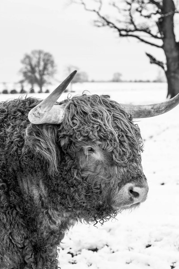 Poszter 40x60cm Hegyi tehén, Assaf Frank