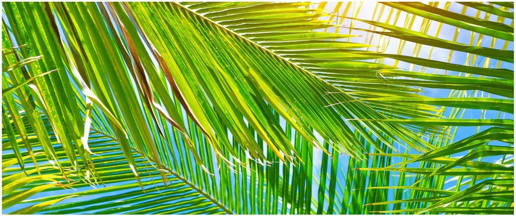 Kép - Pálmalevelek (120x50 cm)
