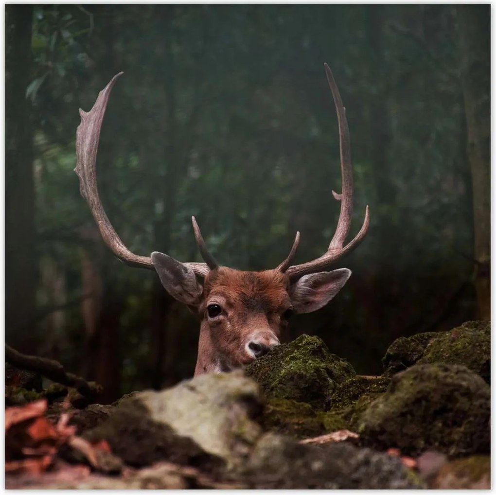 Poszterek 140x140 Szarvas felszarvazott