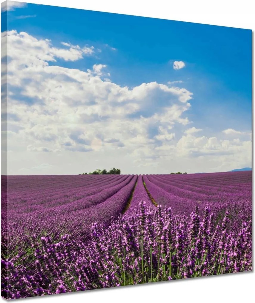 Vászonkép 40x40 Levendulamező Levendula