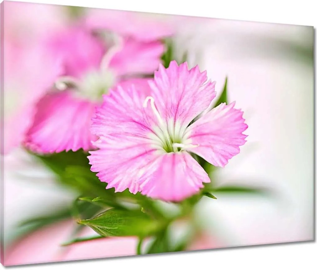 Vászonkép 80x60 Virágok