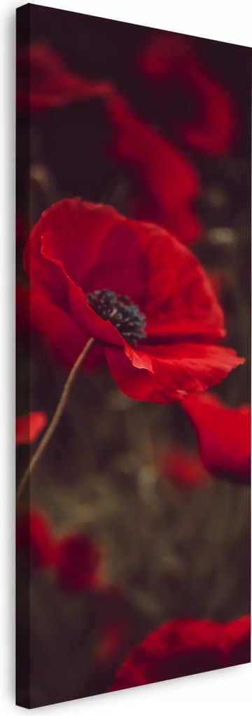 Vászonkép Canvas Botanika Piros pipacs Mezei 40x120