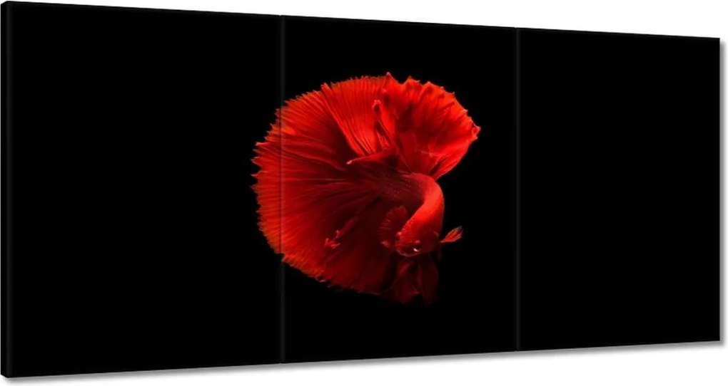 Vászonkép 180x90 Harcos hal piros