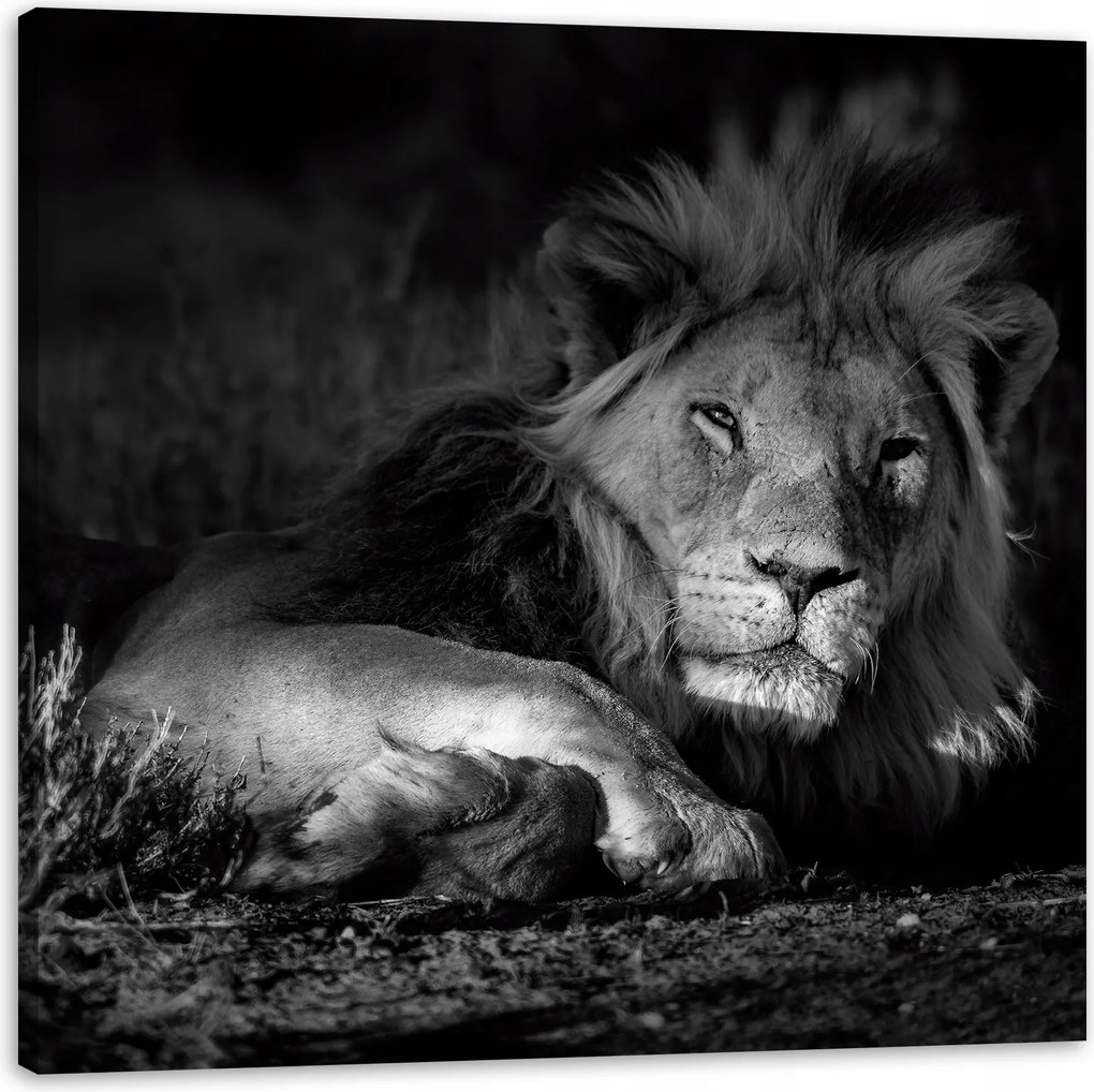 Vászonkép Sötét színek Oroszlán nyugalom 50X50 cm Ajándéknak is tökéletes