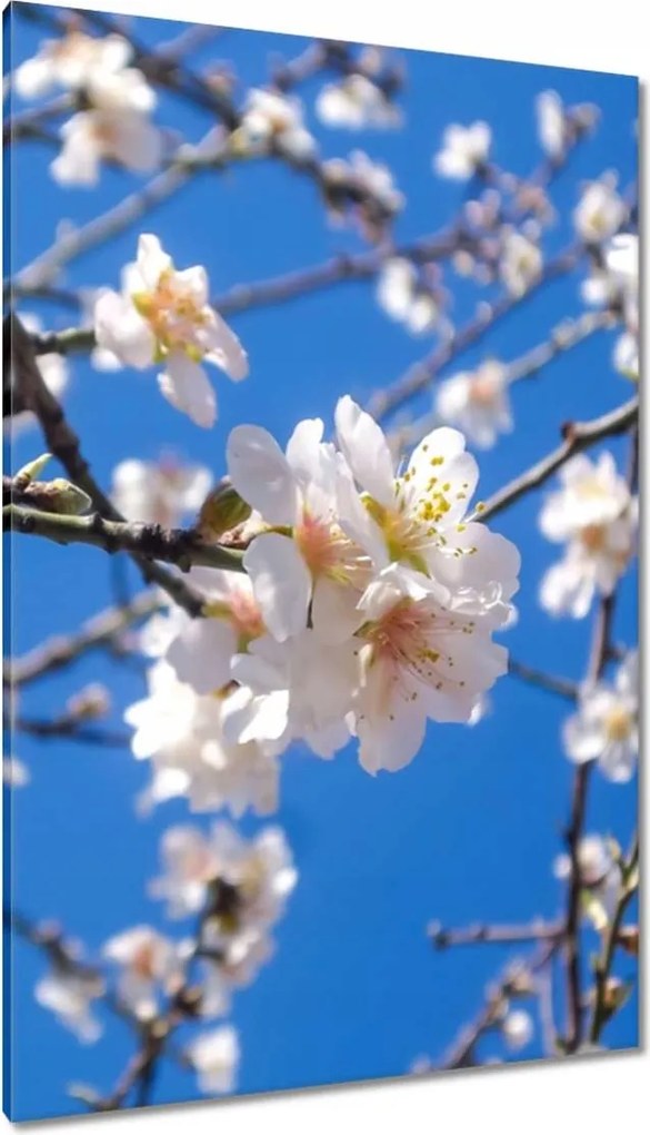 Vászonkép 80x120 Almafa virág