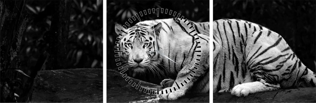 Kép - albínó tigris, fekete-fehér (órával) (90x30 cm)