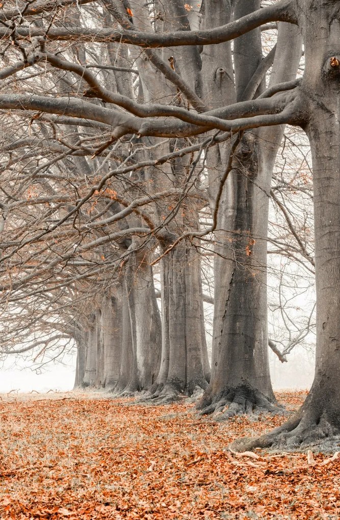 Poszter 53x81cm Fák egy sorban narancssárga levelek, Assaf Frank