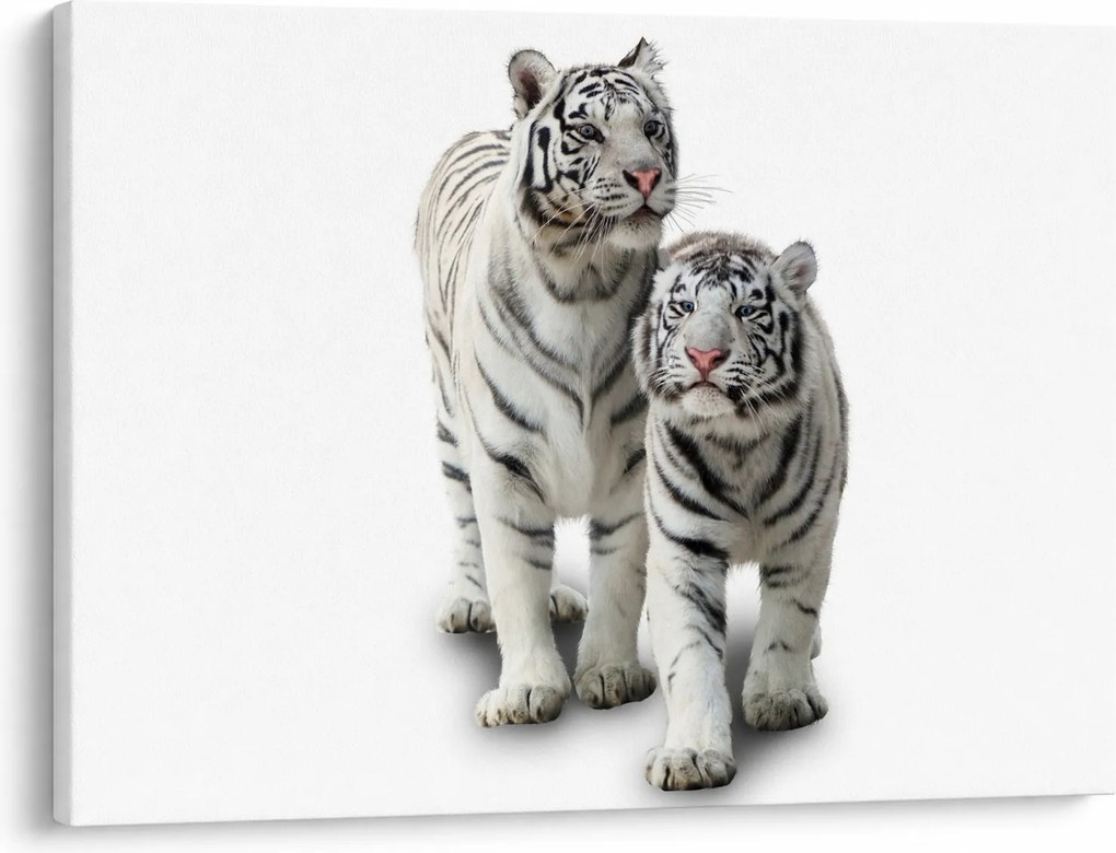 Kép - A fehér tigris (70x50 cm)